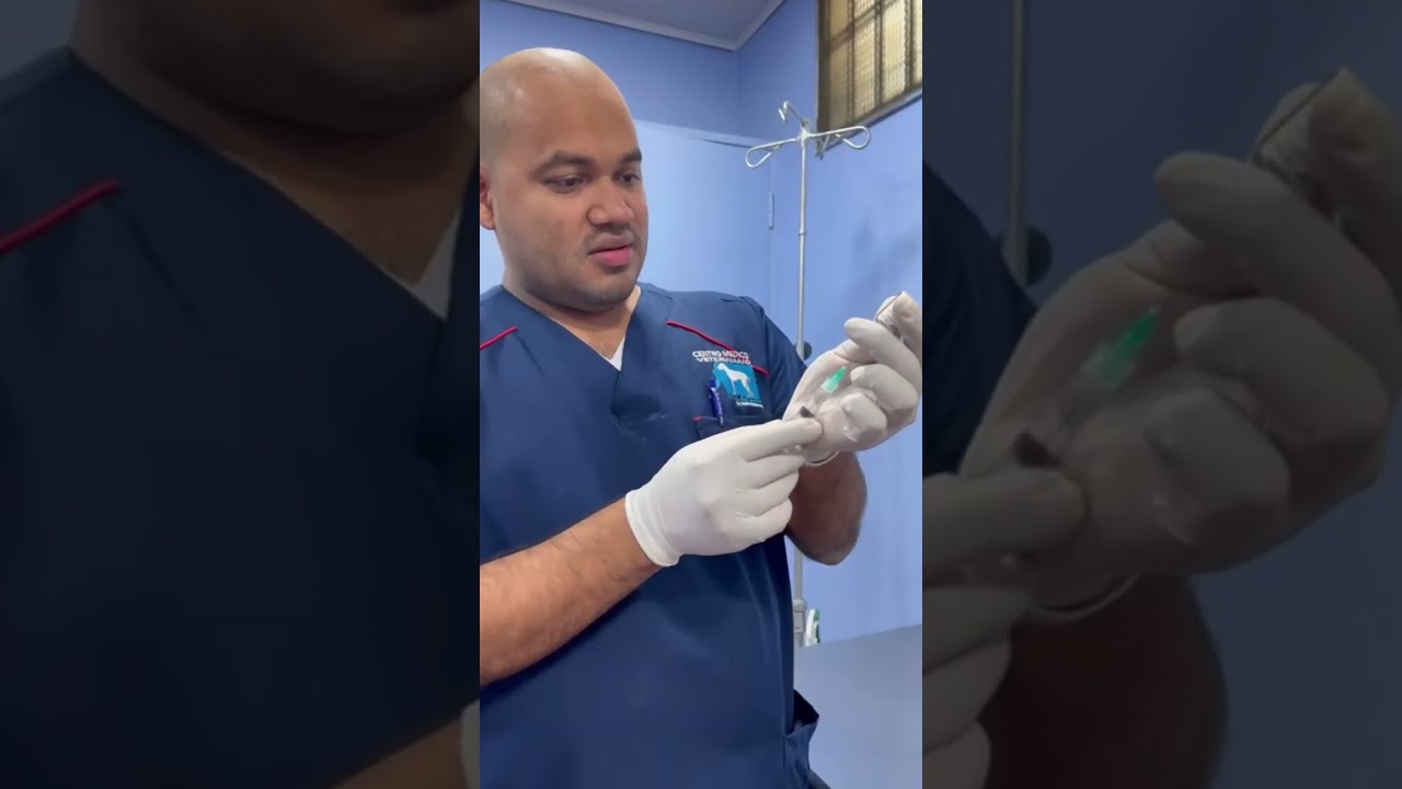 Se enseñó a vacunar y desparasitar cachorros #drnoelmartinez #mascotas #perros #vacunas