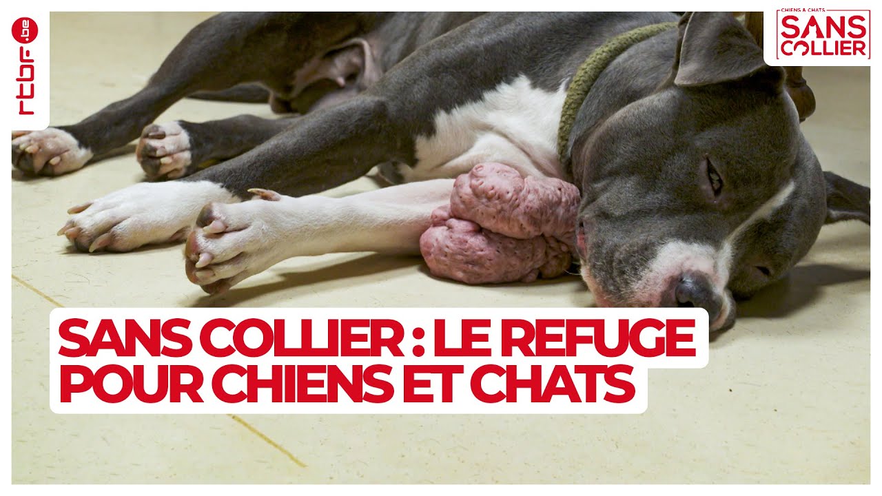 Un refuge pour chiens et chats sans collier S05E01