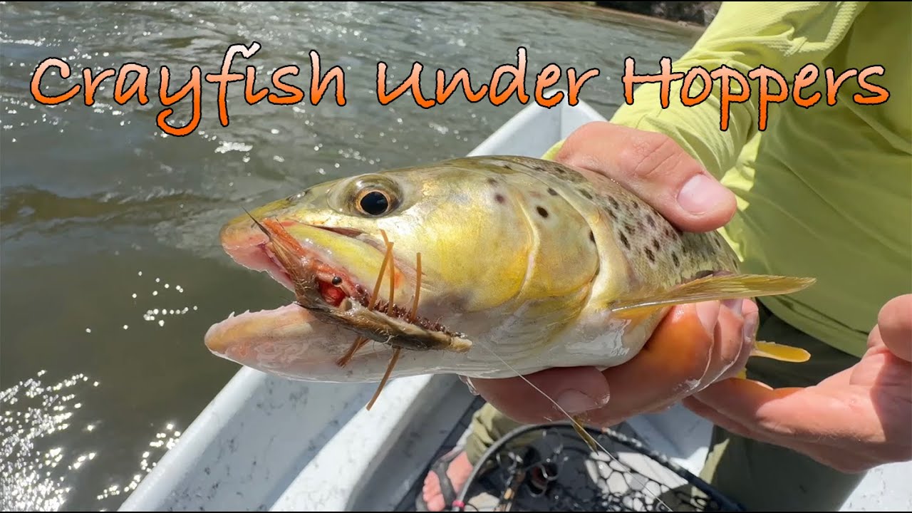 Max Fishes Crayfish Under Hoppers on the Colorado River