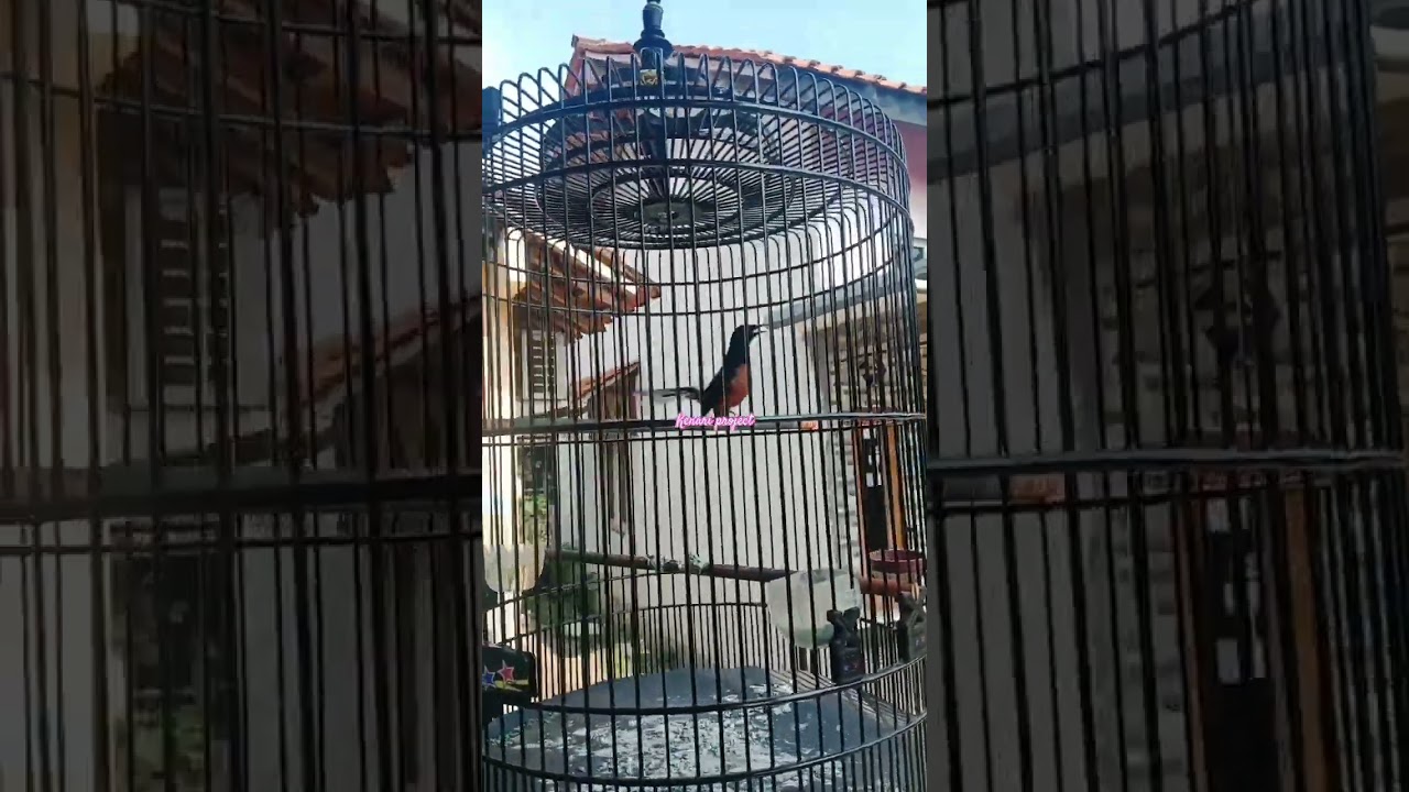 Murai Batu Gacor Isian Murai Air