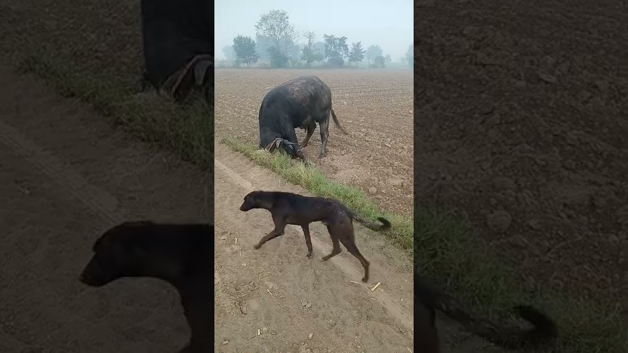 Rohtak aala murrah bull//#haryana #haryanvi #murrah #jaat #rohtak #animals #vet #farmer #kisan