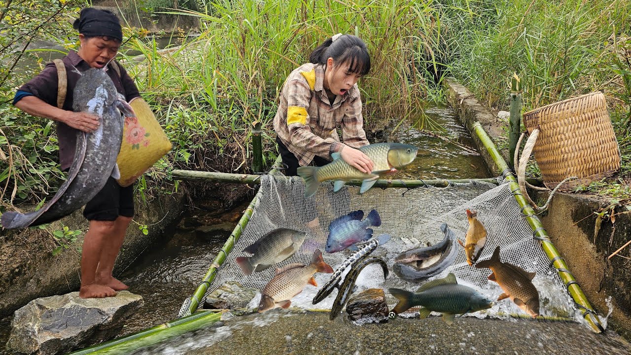 Tieu Lam made a fish trap from a scrap net. It seems Grandma is sick.