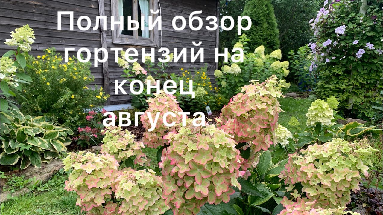 ПОЛНЫЙ ОБЗОР ГОРТЕНЗИЙ НА КОНЕЦ АВГУСТА. 40 сортов в Ленинградской области