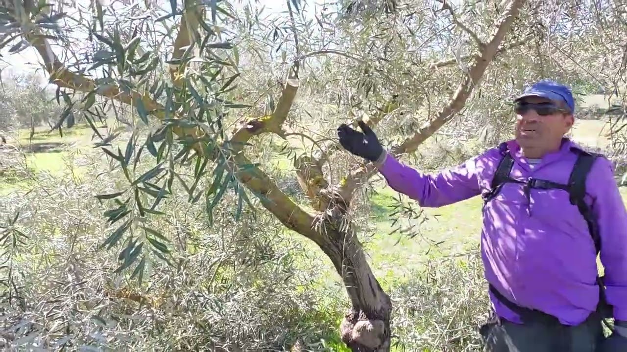 Podando olivos con mi amigo Miguel
