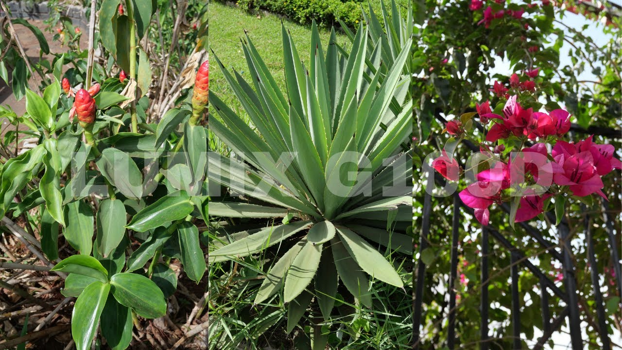 Panasonic LUMIX G100D: Test photos avec objectif Lumix 12-32mm F3.5-5.6  iso 400