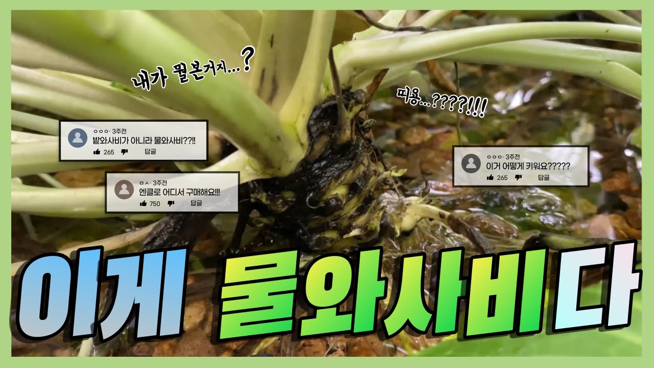 물와사비 ㅣ EP. Eㅣ 엔클로가 물와사비 재배에 성공 했습니다!