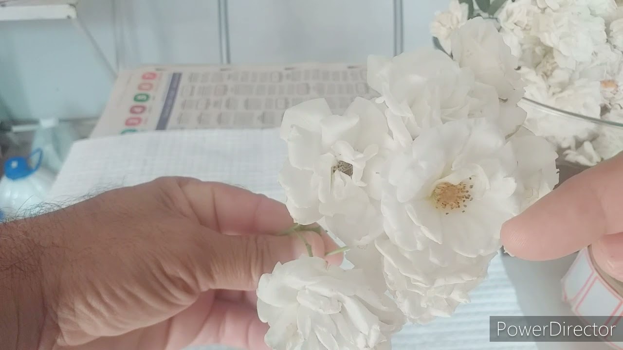 DESIDRATAR A ROSA BRANCA  | 2021