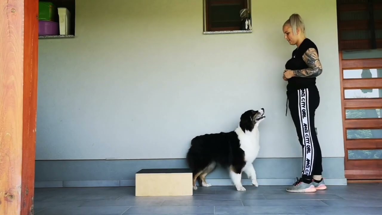 Hátsó láb emelés trükk tanítása