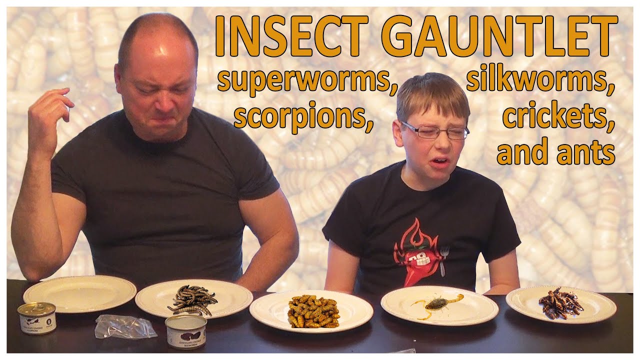 Insect Gauntlet : Eating Scorpions, Silkworms, Ants, Superworms, Crickets Challenge : Crude Brothers