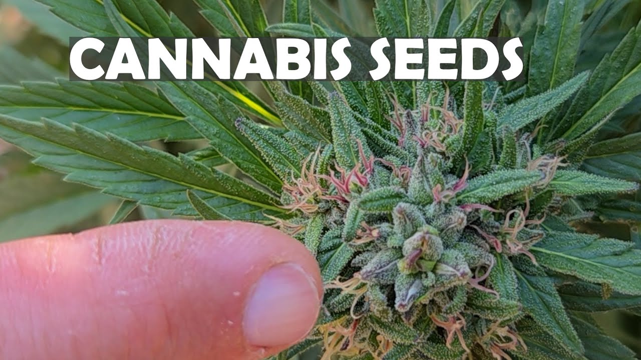 CANNABIS SEEDS - HOW TO POLLINATE BRANCHES ON YOUR CANNABIS PLANTS