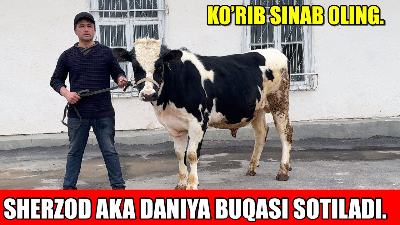 SHERZOD AKA DANIYA BUQASI SOTILADI.