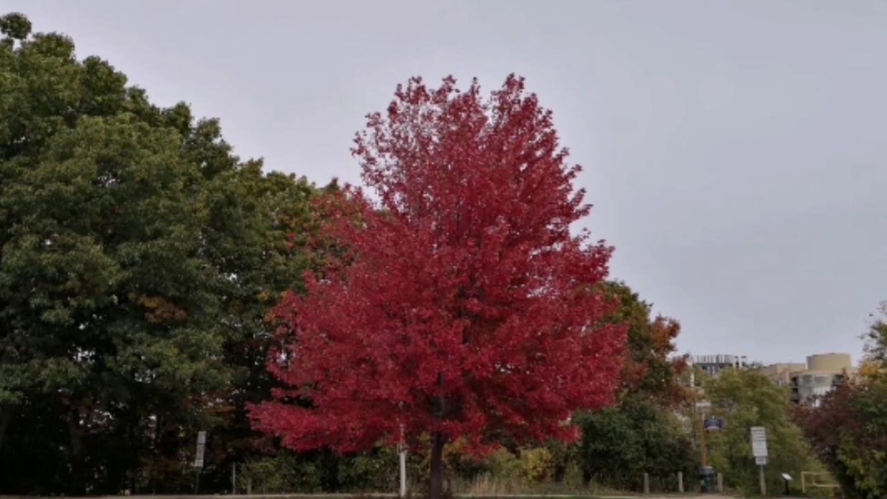 分享2020年秋天的枫叶正红  The maple leaves season