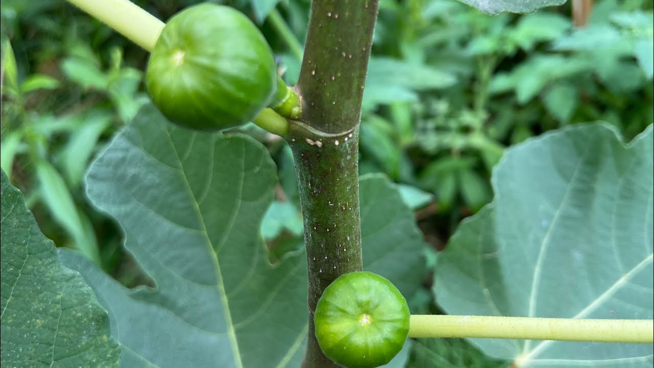 Fig Tree Tour  Year 1 (Sept 3, 2022)