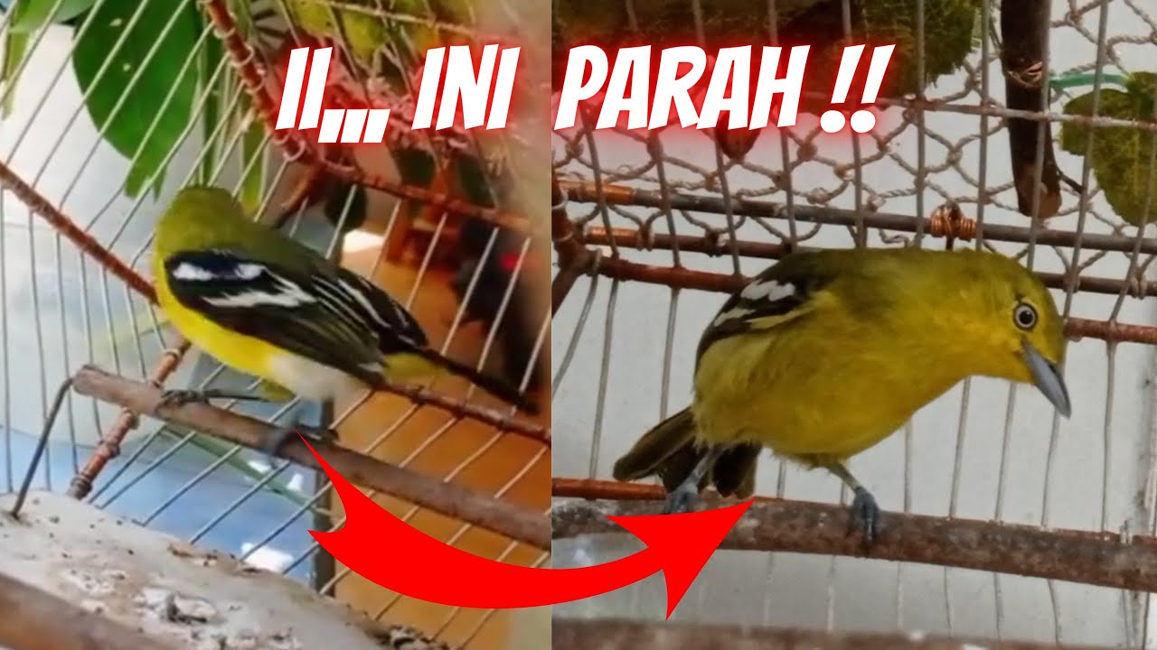 ii,,,ini parah ini‼️Burung Sirtu Ekor Hitam di Tukar Burung Sirtu Mutasi