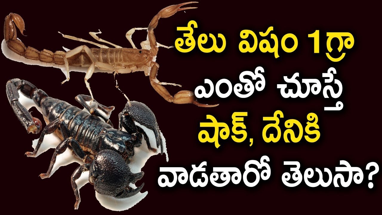 Advantages Of Scorpion Toxins In Modern Medicine | Benefits Of Scorpion Venom | Tollywood Nagar