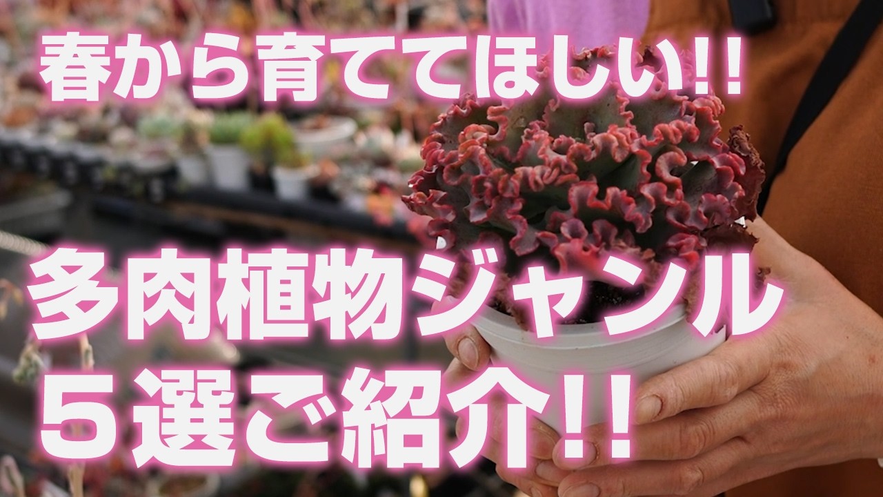 【多肉植物】春から育ててほしい多肉植物ジャンル５選ご紹介!!【succulent】トロピカルガーデン