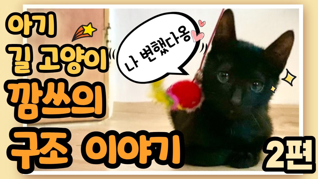 마음의 문을 연  아기 길고양이...아기고양이 깜쓰 구조 스토리 2/2