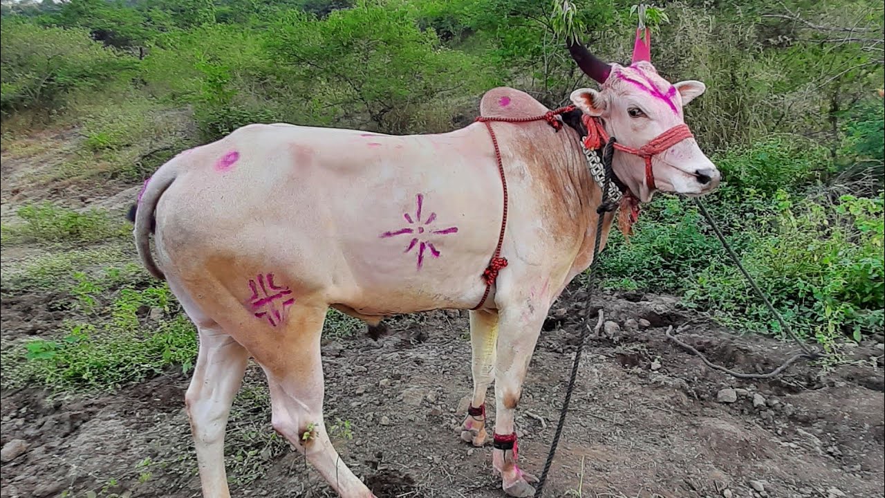 👹 बकासुर 👹 मुलाखत / बैलगाडी शर्यत / khillar cow