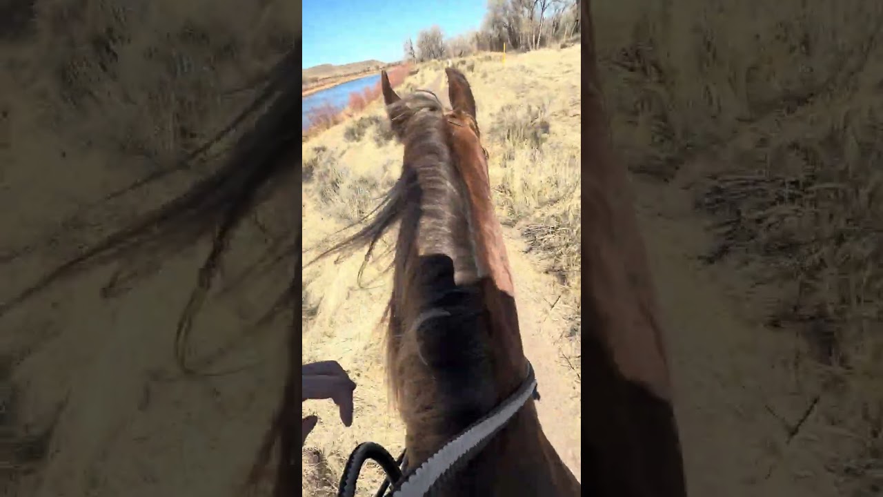 #horsebackriding #trailriding #equestrian #rockymountainhorse #hearthorse #besthorse #horselove 