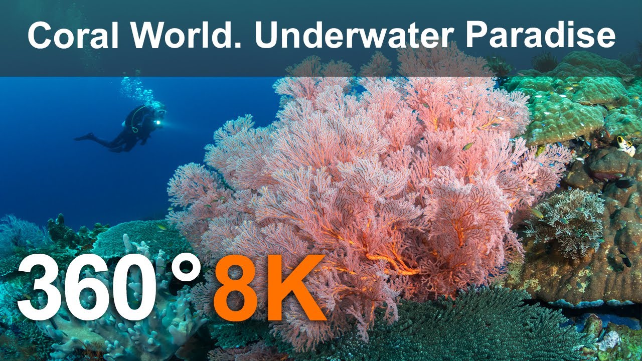 Коралловый мир. Подводный рай. Филиппины. Подводное видео 360° в разрешении 8K.