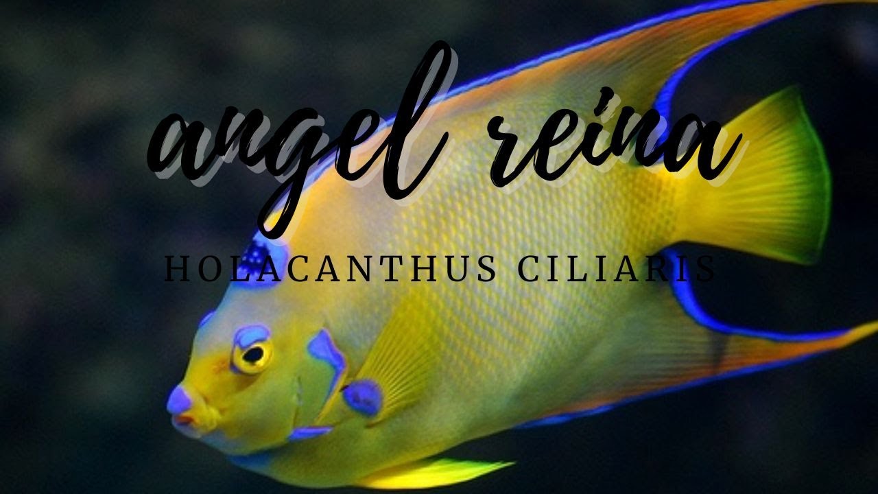 Angel reina / queen angelfish / holacanthus ciliaris  4K