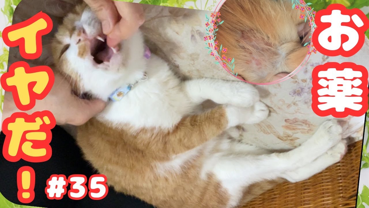 【やはり皮膚疾患】Vol.35 ミミちゃんの病気が判明。その結果は…。