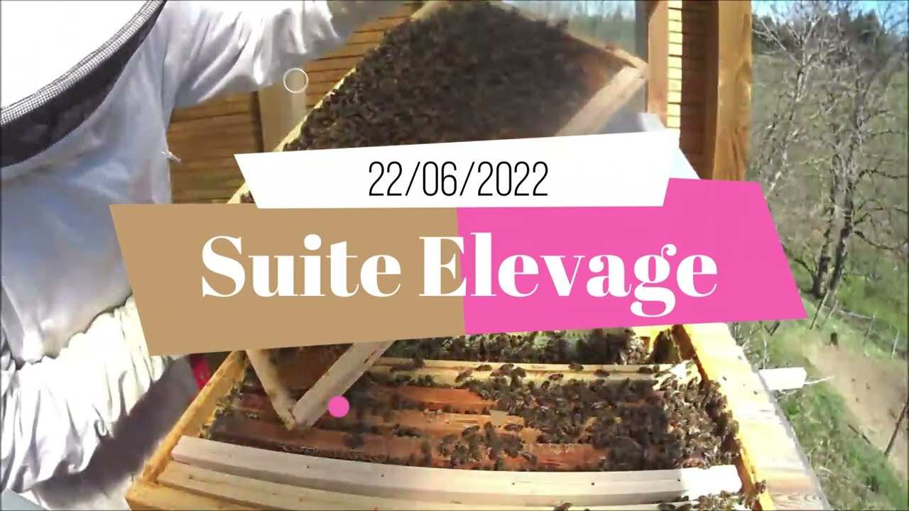 Cellules, essaims, miniplus, nuc, suite élevage #abeille #ruche