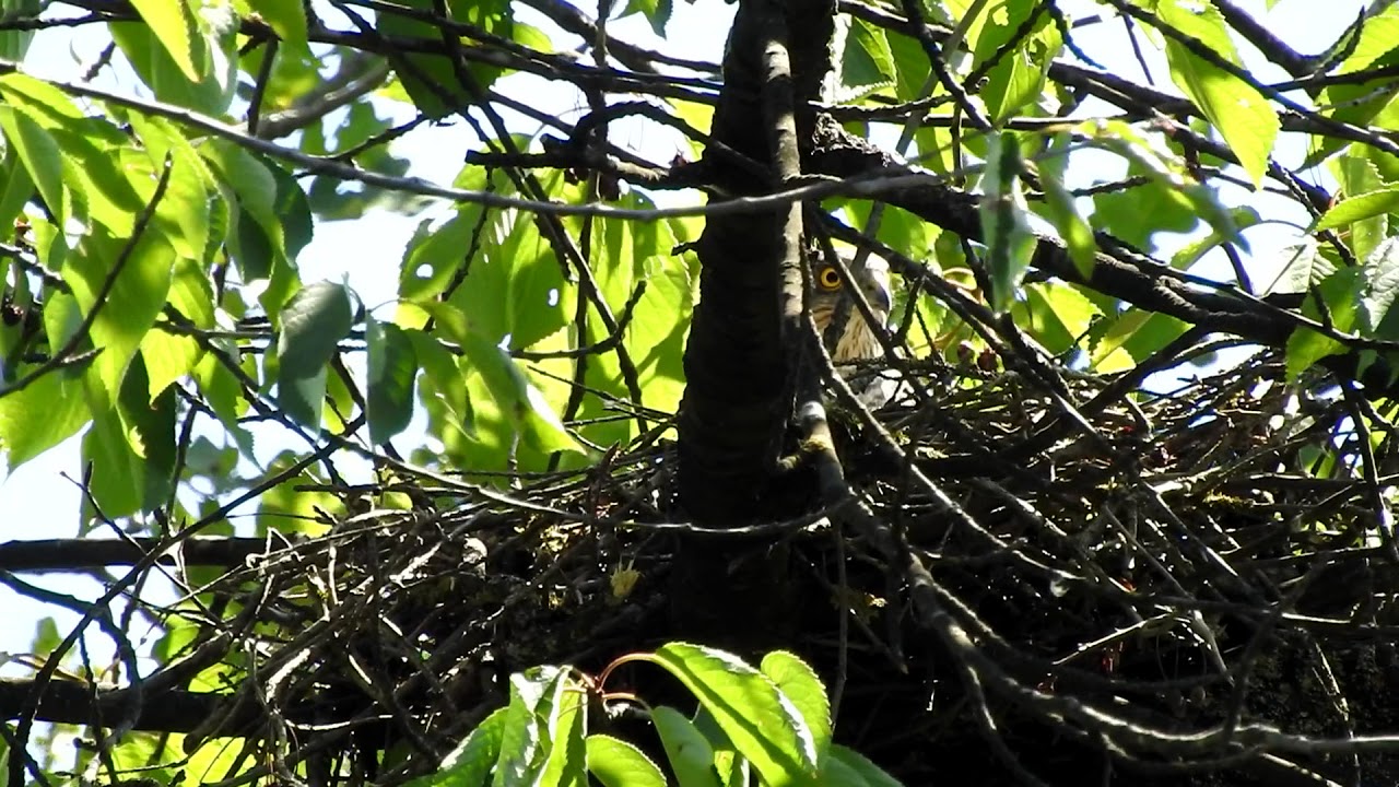 Sperber im Nest im Raaderwald 2017 (Sparrow Hawk)