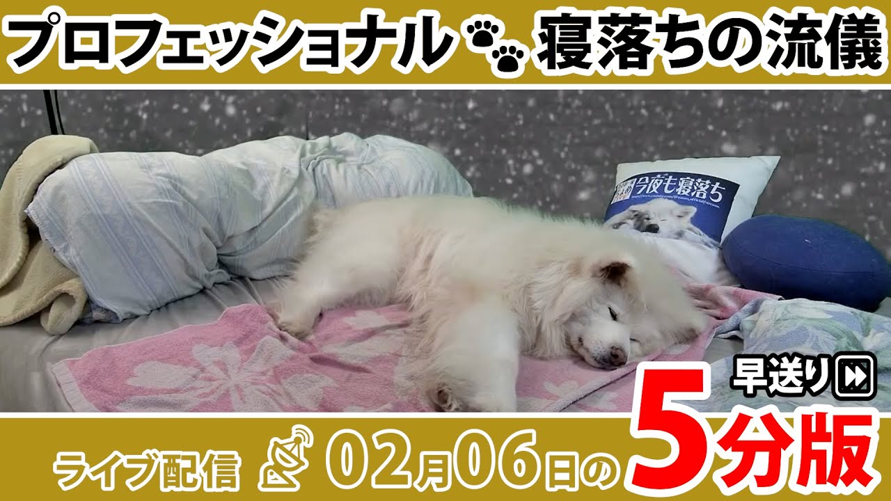 寝落ちの美学？  5分で深堀り＆振り返り！ ちょめの寝落ちライブ 早送り｜わさお一家｜2026/02/06