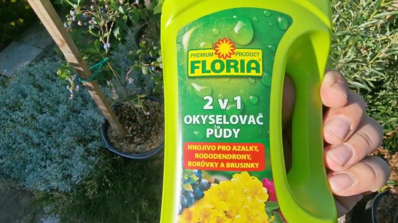 Kanadské borůvky - proč se jim nedaří, usychání listů a celých keřů, problémy s PH #blueberry
