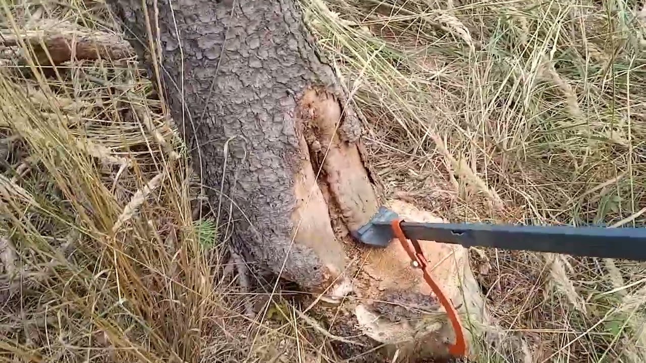 When Things Go Wrong in the Forest | Wenn es im Wald schiefgeht | Když se v lese nedaří 😅🌲