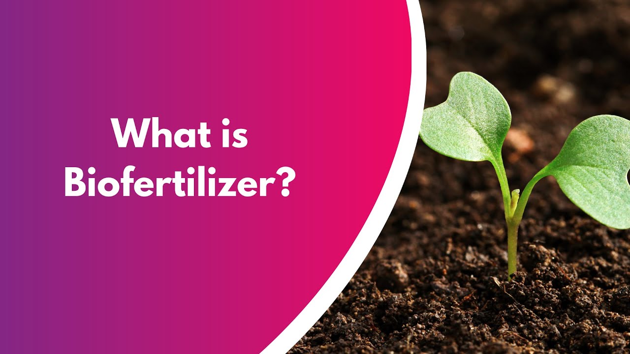What is biofertilizers? Get the actual concept of biofertilizers.