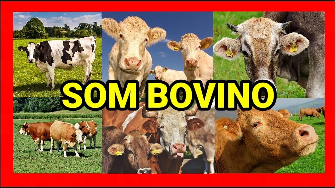 BOVINO- SOM DE BOI- BARULHO DO BOI- ANIMAIS DA FAZENDA