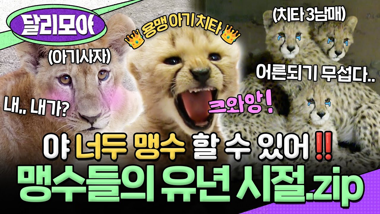 [📁#달리모아] 호랑이, 사자, 치타까지! 포스 넘치는 맹수되기 전 귀욤 뽀짝 아가 시절 모아보기😍 #TV동물농장 #아기호랑이 #아기사자 #아기치타