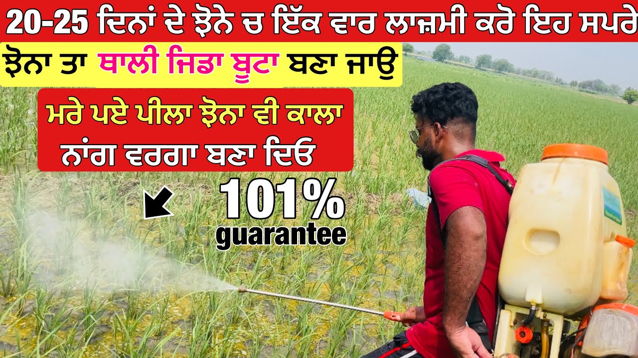 Dhan me kalle badhane wali dawa | Sada Kisan