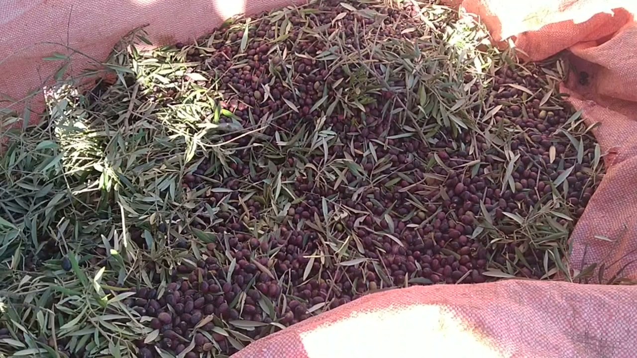 طريقة جني الزيتون في اقليم تونات (حياينا) الاجواء جميلة 🥰👏💖