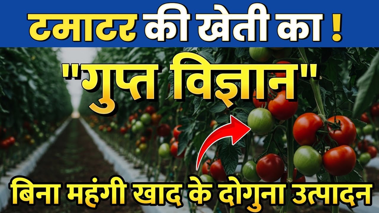 बिना महंगी खाद के टमाटर का उत्पादन 2 गुना कैसे बढ़ाएं | नए किसान क्यों फैल होते है जाने असली विज्ञान 