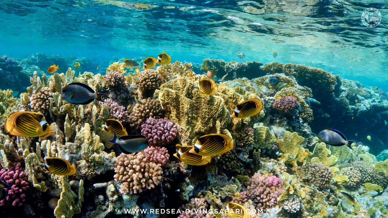 The Wonderful World Of The Red Sea | Marsa Alam