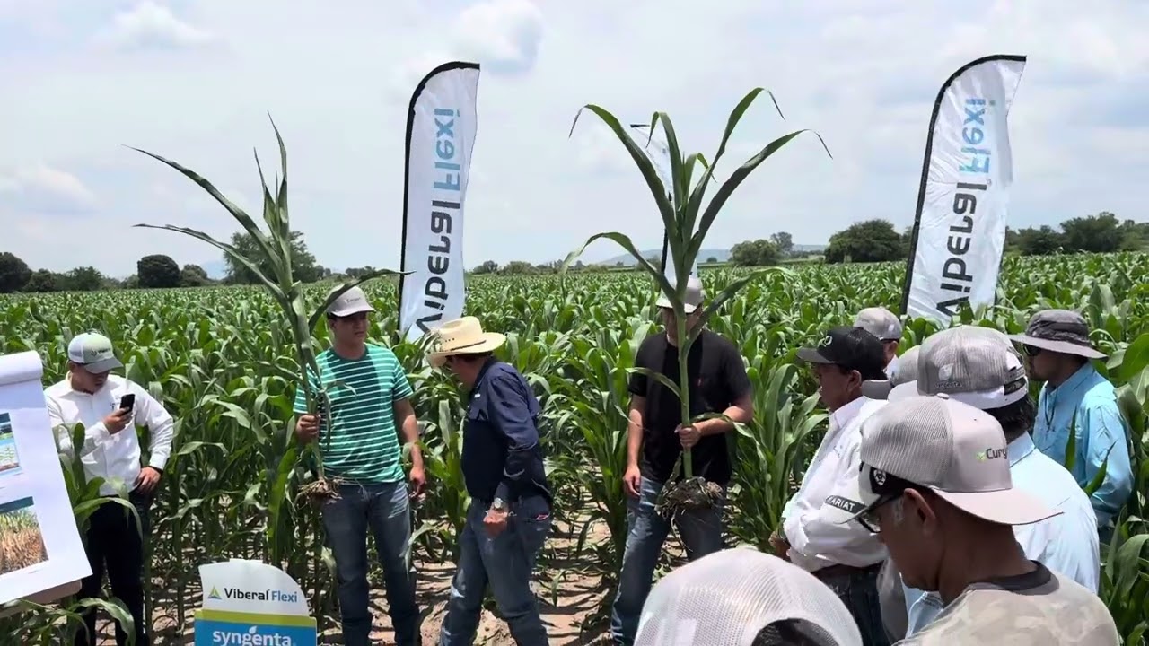 Manejo integral  en maíz con Syngenta(lanzamiento de un nuevo preemergente para maíz)