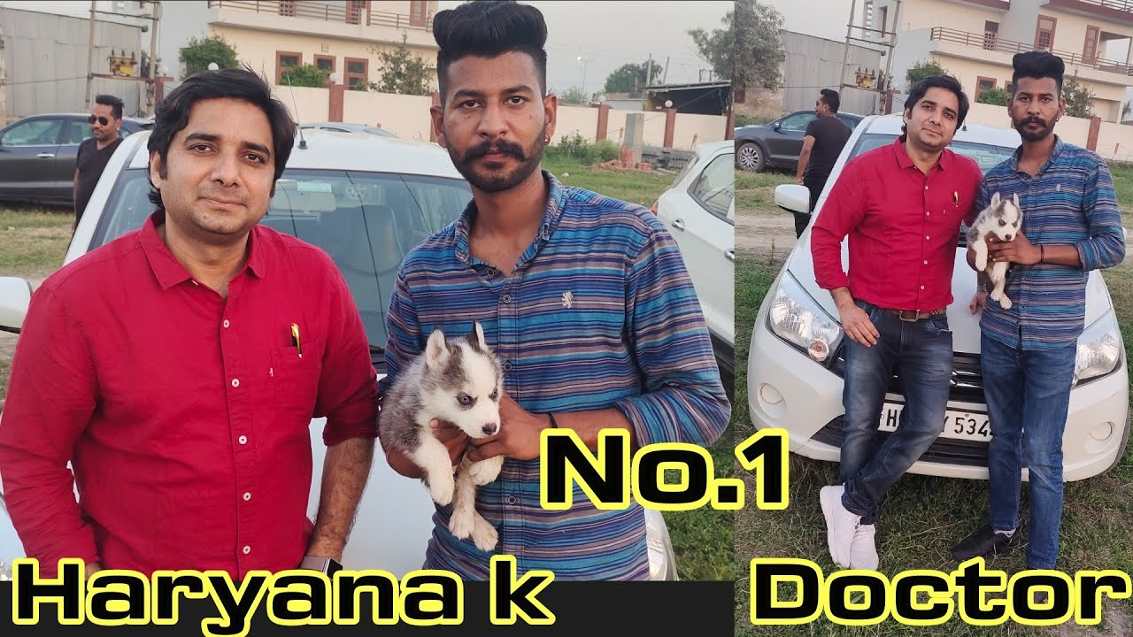 Live Parvo Distamper Test Dr.Sardana Haryana k no.1 Pet Speciality Doctor #Dr.sardana #petdoctor