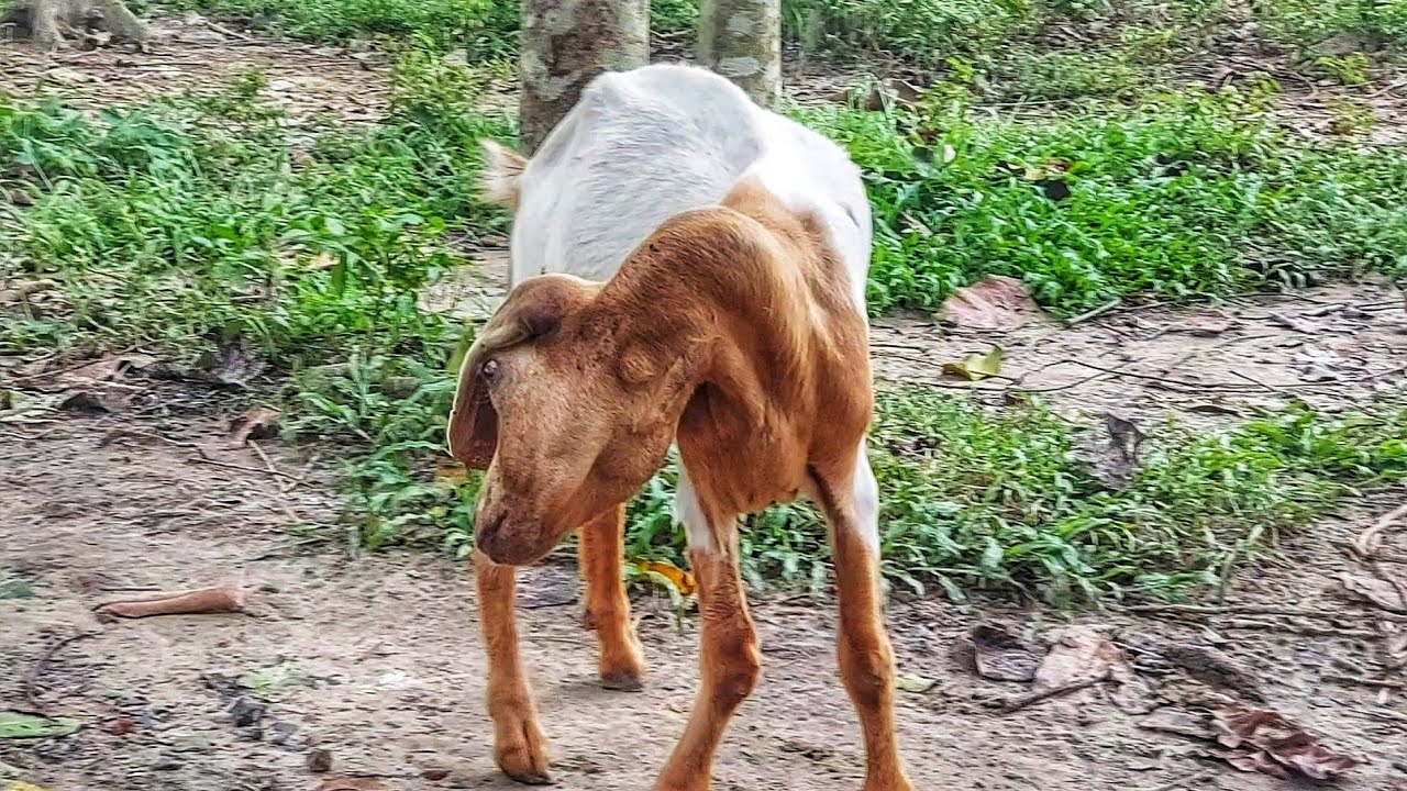 Baby Goat Bend Neck