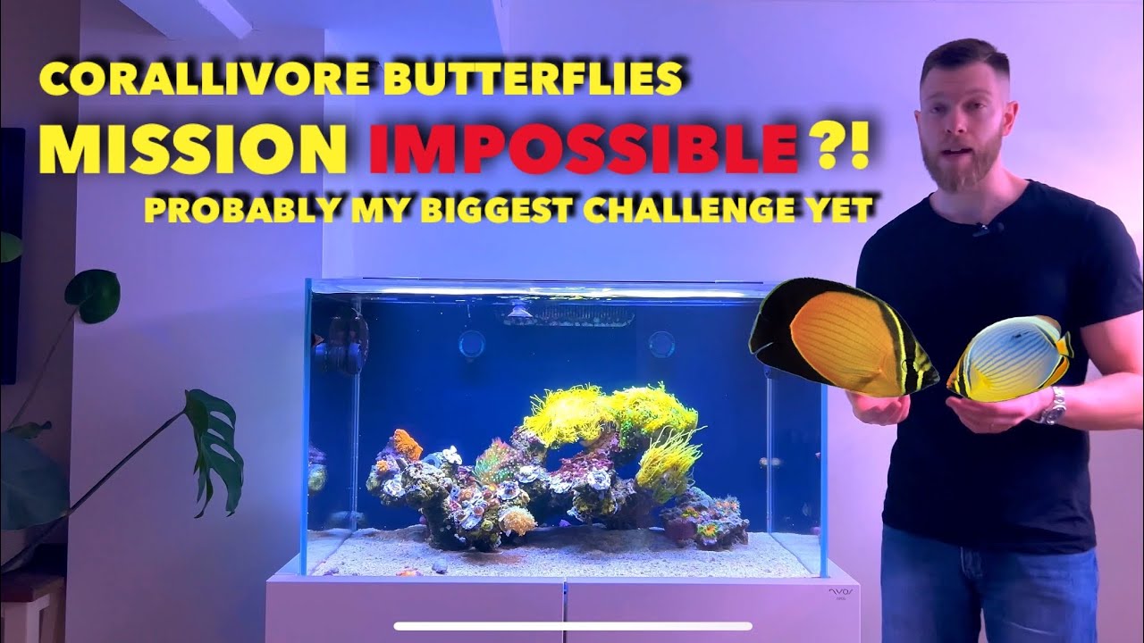 Project Keeping obligate corallivore butterflyfish in a reef tank - impossible?
