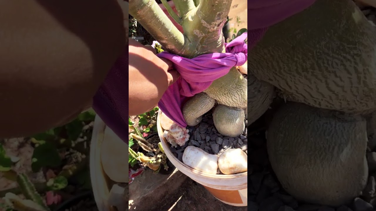 Mostrando minha coleção de Rosa do deserto 