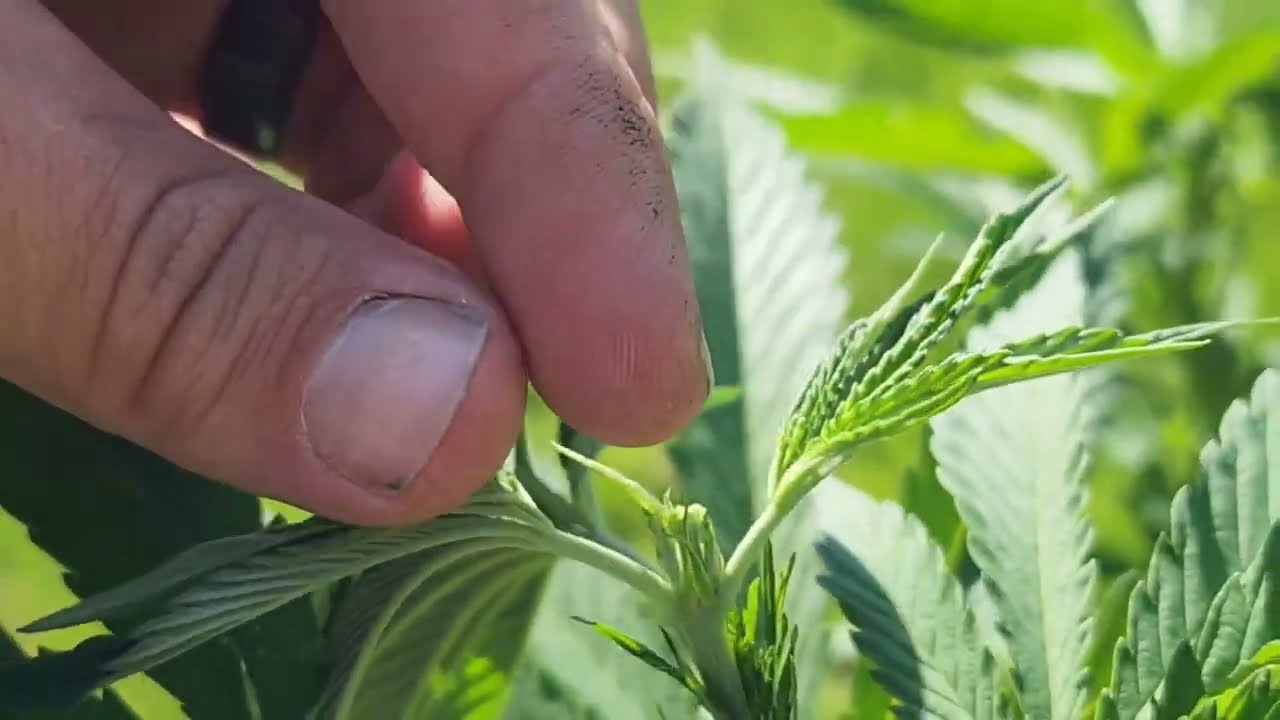 How to top your plant to make them huge and bushy!