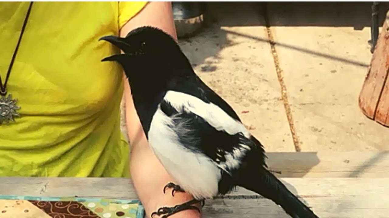 Magpie won't leave!