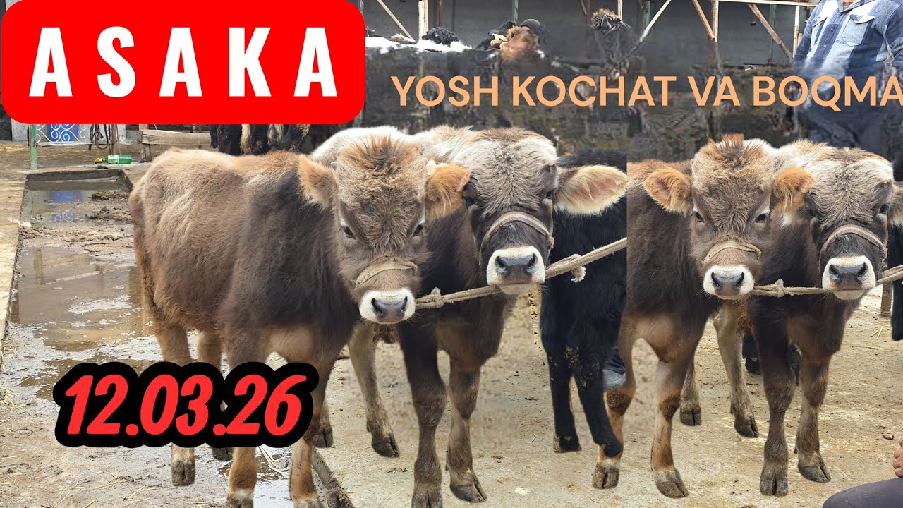 BUGUN ASAKADA YOSH KOCHAT VA BOQMA BUQALAR QANCHA BOLDI