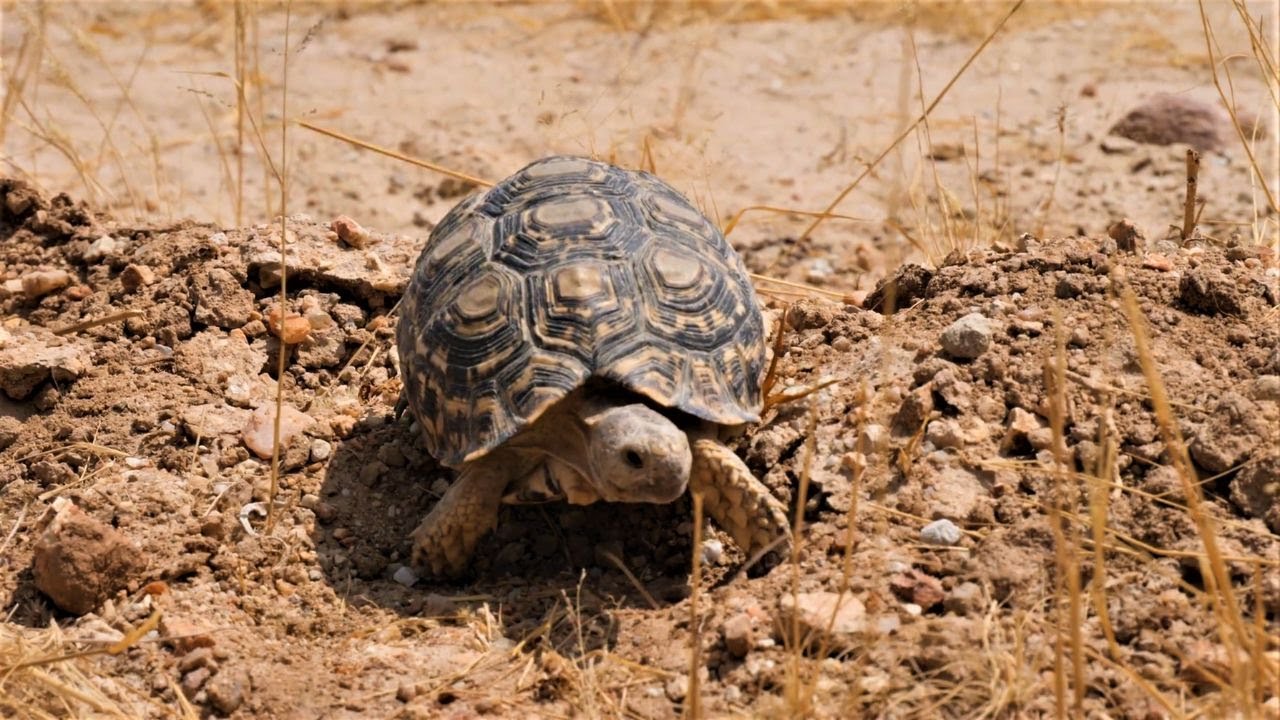 5 Fascinating Leopard Tortoise Facts That Will Blow Your Mind!