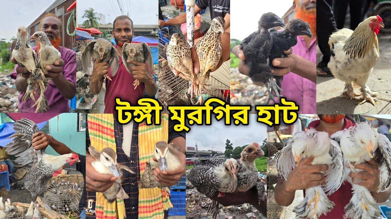 Tongi chicken hat |বাচ্চা সহ দেশি মুরগি | দেশি মুরগিতে ভরপুর | ফেন্সি মুরগি | ফেন্সি মুরগির দাম ২০২৫