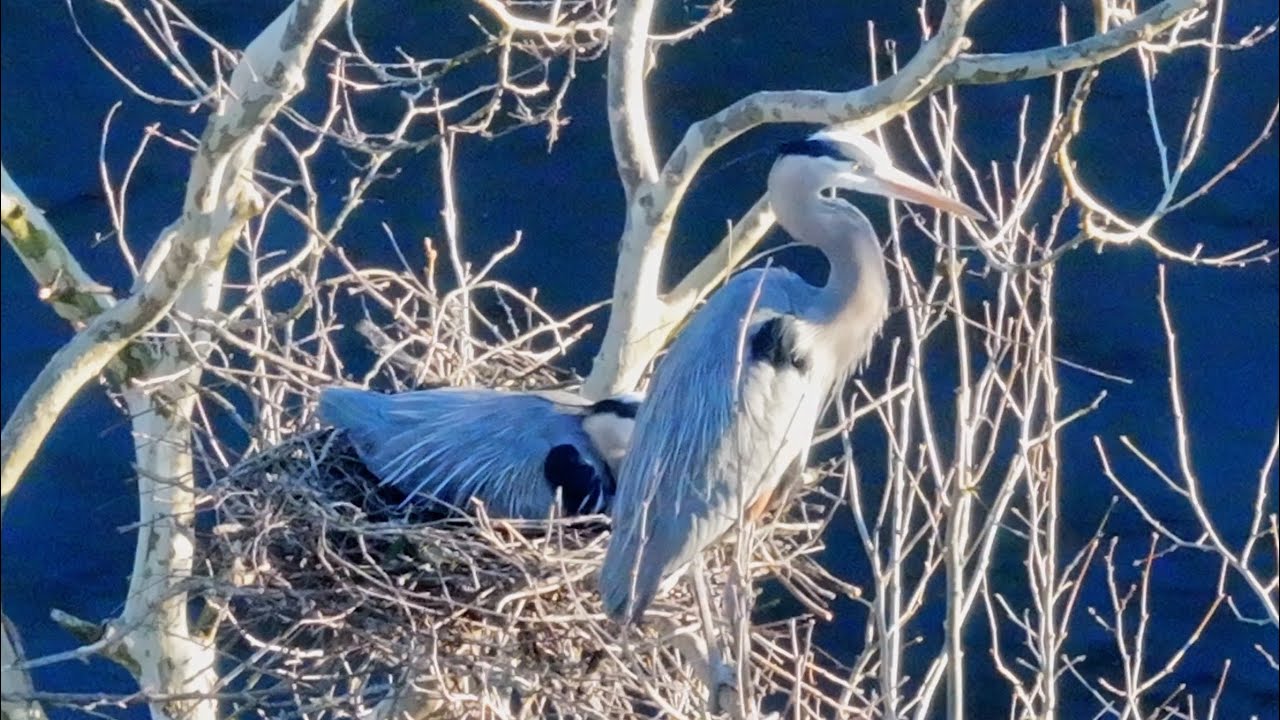Great Blue Heron Nestlings: Eggs in the Nest Episode 5