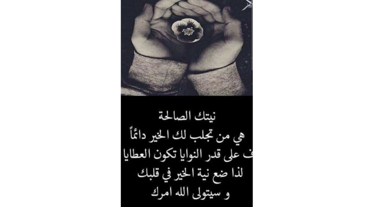 البق تابعين تيتيما دجاجة كحلة